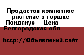 Продается комнатное растение в горшке Понданус  › Цена ­ 700 - Белгородская обл.  »    